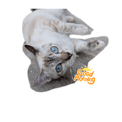 happy can't_20260512231559