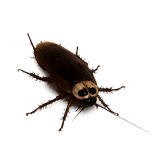yn_20260512233440