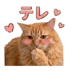 Orange Tabby Emotion LINE Stickers