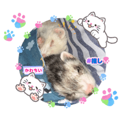 shou_20260513000435