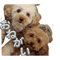 yaya_20260514143851