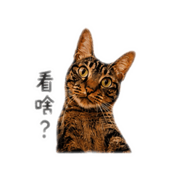 灰嚕嚕嚕日常