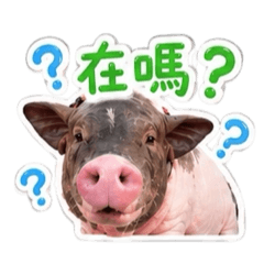 珮琪小豬