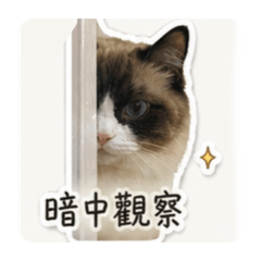 糖糖是一隻小貓咪