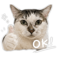 noxvxon meow