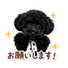Everyday Black Toy Poodle