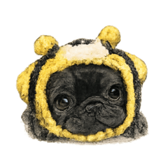 Baby French bulldog"Atom"