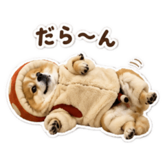 Pomeranian Caesar_20260513071620