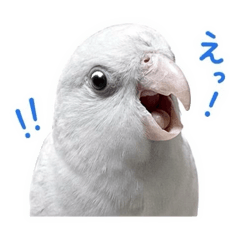 yellowduck_98_20260513062323
