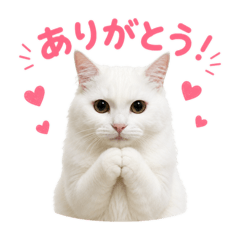 White cat POKO
