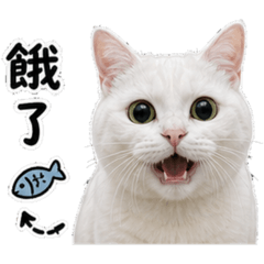 小小的嚕嚕v3