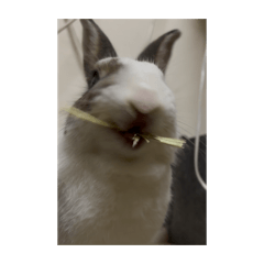 罫