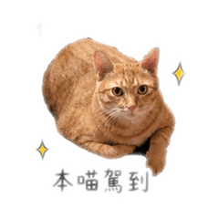 柳登