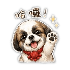 西施犬丹丹-日常實用語