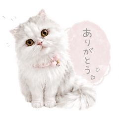 komachi no.1