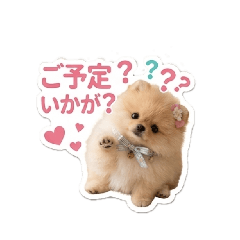 with puffy the pomeranian