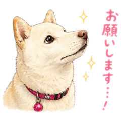Shizuku_20260513142334