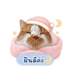 Cat_20260430234844