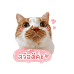 Cat_20260430233429