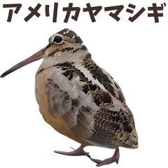 American woodcock funny bird meme