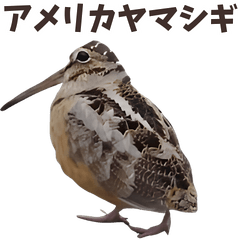 ⚫動く！アメリカヤマシギ２４匹セット