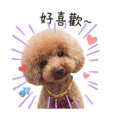 DD寶寶們