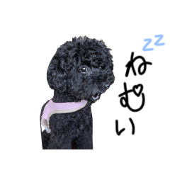 niko_20260513161151