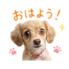 Asahi_stamp_yurukawa