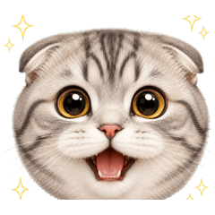 Big Face No Text Reactions Scottish Fold