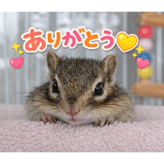 Chipmunk Collection-2