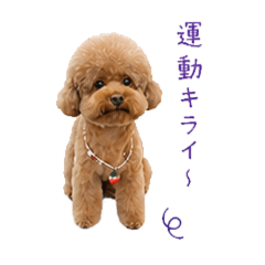 toy poodle boy 2026