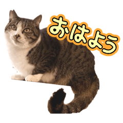 bono nyan