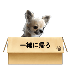 korokoro_20260514152853