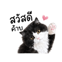 Pao Pao the fat cat