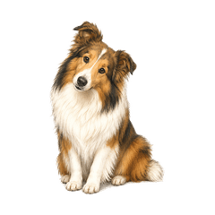 Fluffy Sheltie Everyday Stickers