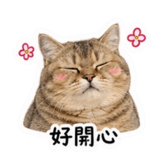 虎妞日常小劇場