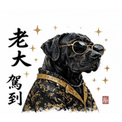 「誠哥の高山犬｜霸氣療癒日常