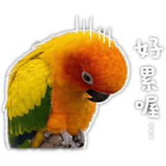 兩ㄓ小雞仔