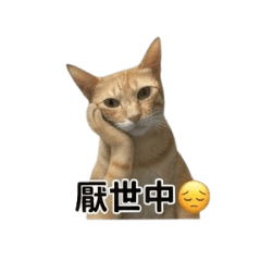 寵物貓咪-抹茶兒子貼圖