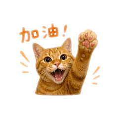 橘貓寶寶的可愛日常