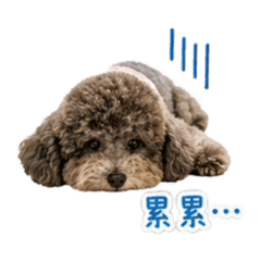 小摸妮 doggy!!（X蛋黃連動）