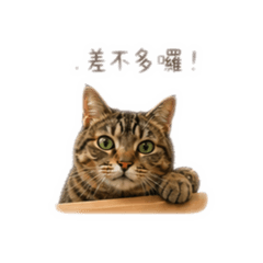 小金的日常碎碎念