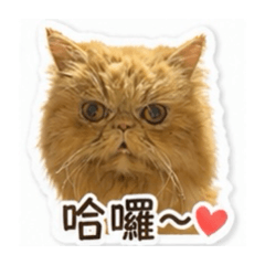 小紅喵喵