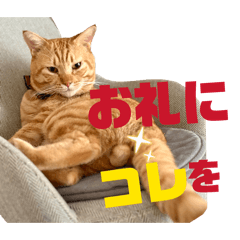 LAND LIKE A CAT_20260513194641