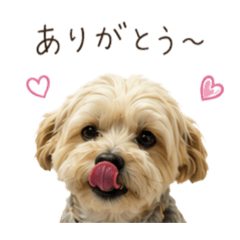 Chiroruchocochip_20260513194453