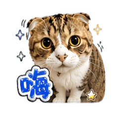 小小虎斑喵的日常用語