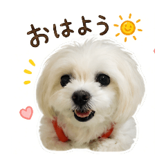 kawaii dog!