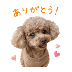 kota_20260514063037