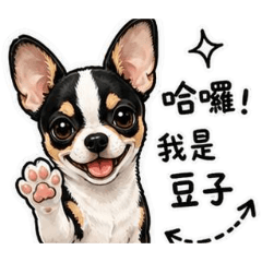 吉娃娃。豆子