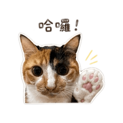 小貼來了～